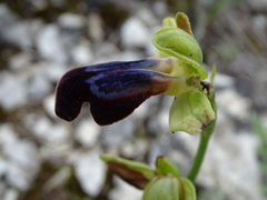 Ophrys fusca iricolor