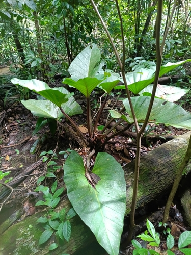 Philodendron melinonii, photograph 4