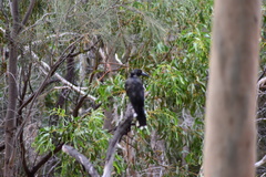 Strepera versicolor melanoptera