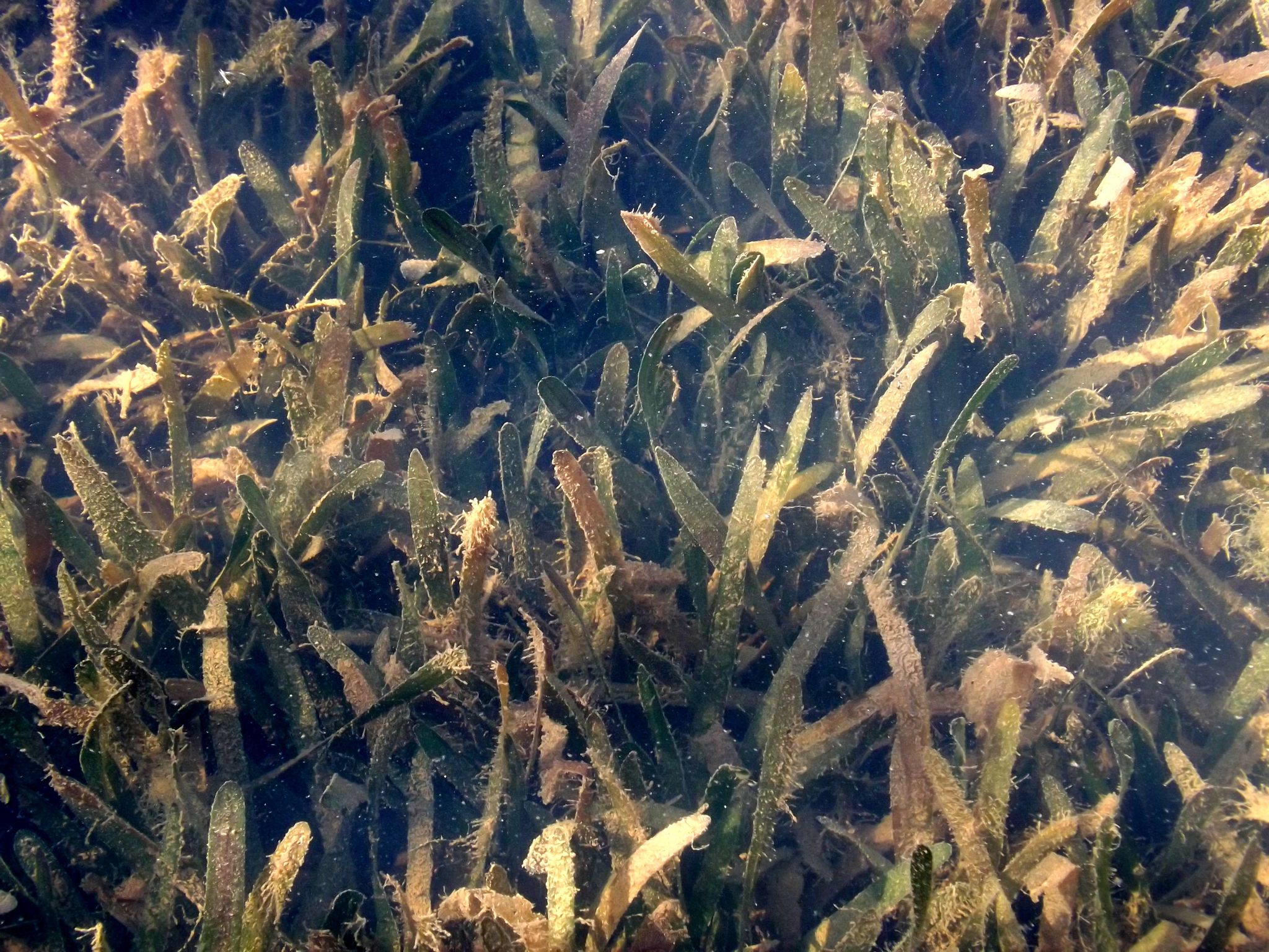 Vallisneria natans