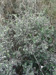 Lithodora hispidula versicolor