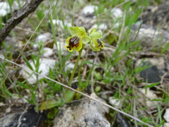 Ophrys lutea galilaea