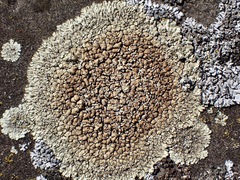 Protoparmeliopsis muralis