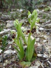 Ophrys umbilicata
