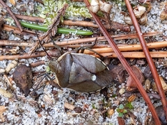 Chlorochroa pinicola