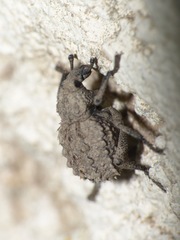 Brachycerus muricatus