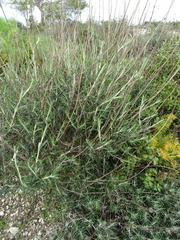 Ptilostemon chamaepeuce cyprius