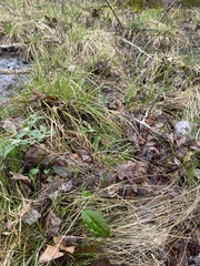 Carex bromoides bromoides