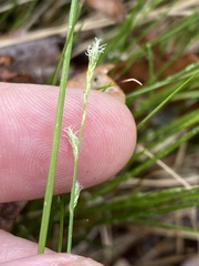 Carex bromoides bromoides