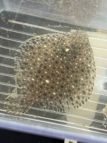 Windowpane (Scophthalmus aquosus) — Scophthalmidae — 5