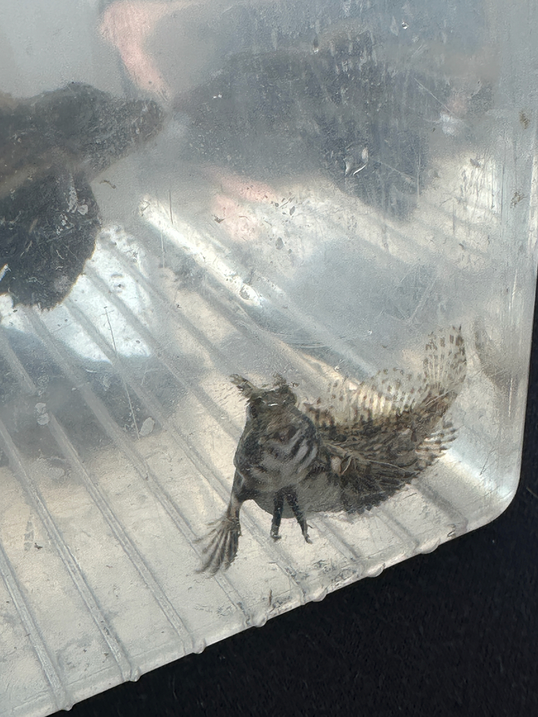 Feather blenny (Hypsoblennius hentz) — Blenniidae