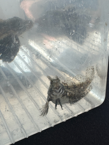 Feather blenny (Hypsoblennius hentz) — Blenniidae
