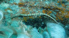 Corythoichthys schultzi