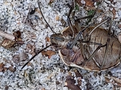 Chlorochroa pinicola