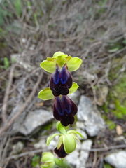 Ophrys fusca iricolor