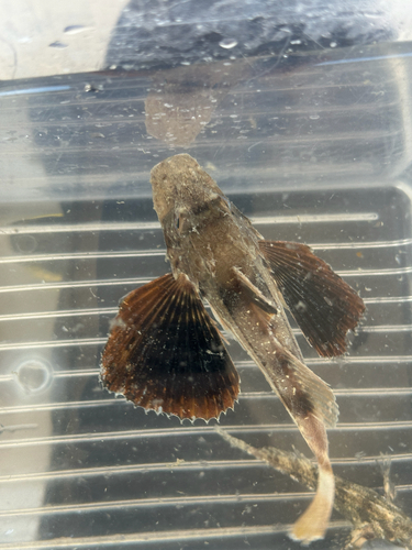 Striped searobin (Prionotus evolans) — Triglidae — 4