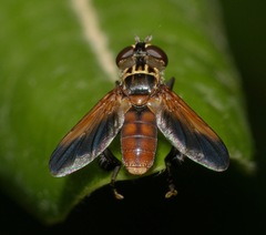 Galactomyia