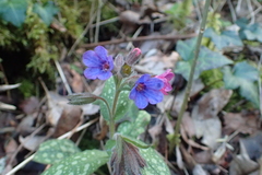 Pulmonaria affinis
