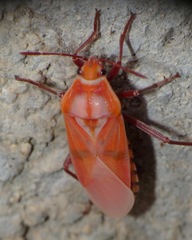 Spilostethus pandurus
