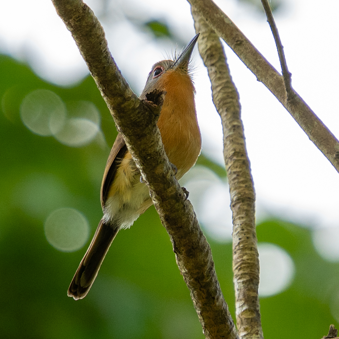 Grey-cheeked Nunlet (Nonnula frontalis), photo 3