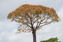 Cavanillesia platanifolia