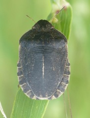 Eurygaster austriaca