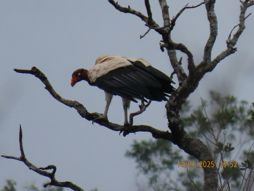 King Vulture