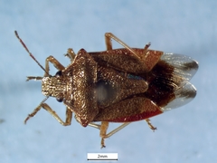 Podisus brevispinus