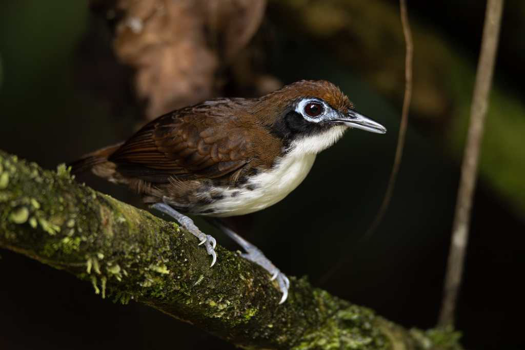 Bicolored Antbird (Gymnopithys bicolor) photo