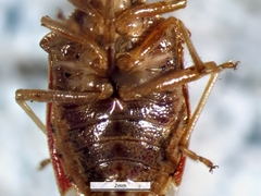 Podisus brevispinus