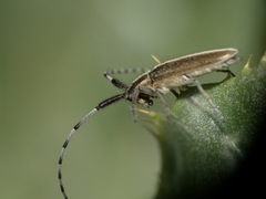 Agapanthia suturalis