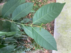 Syzygium polyanthum