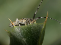 Agapanthia suturalis