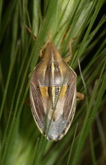 Aelia rostrata