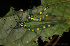 Chromacris psittacus