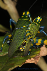 Chromacris psittacus