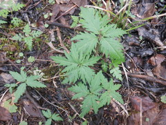 Cardamine diphylla