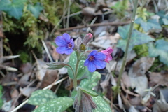 Pulmonaria affinis