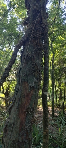 Gleditsia amorphoides, photograph 1