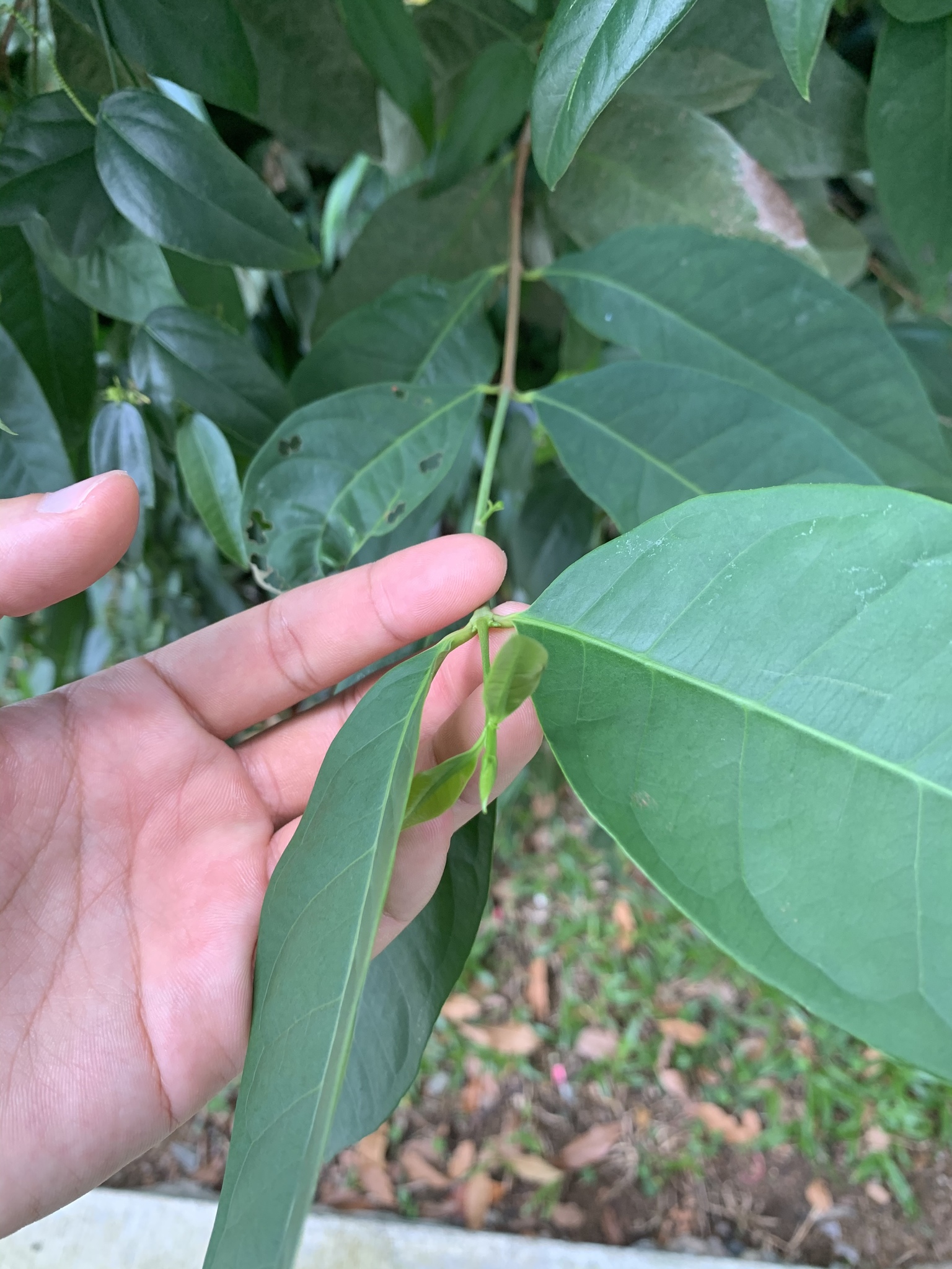 Syzygium polyanthum (Wight) Walp.