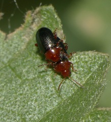 Podagrica malvae
