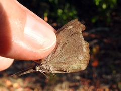 Libytheana motya