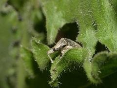 Temnorhinus mendicus