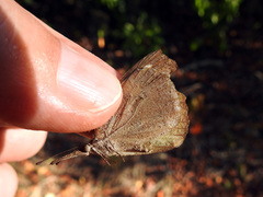 Libytheana motya