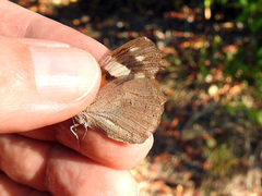 Libytheana motya