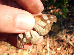 Libytheana motya
