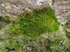 Rhynchostegiella tenella