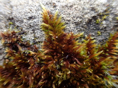 Hypnum cupressiforme lacunosum