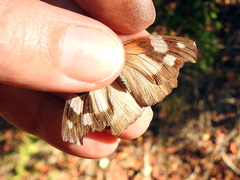 Libytheana motya