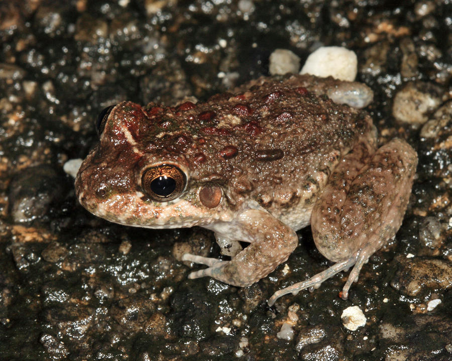 Guyana White-Lipped Frog